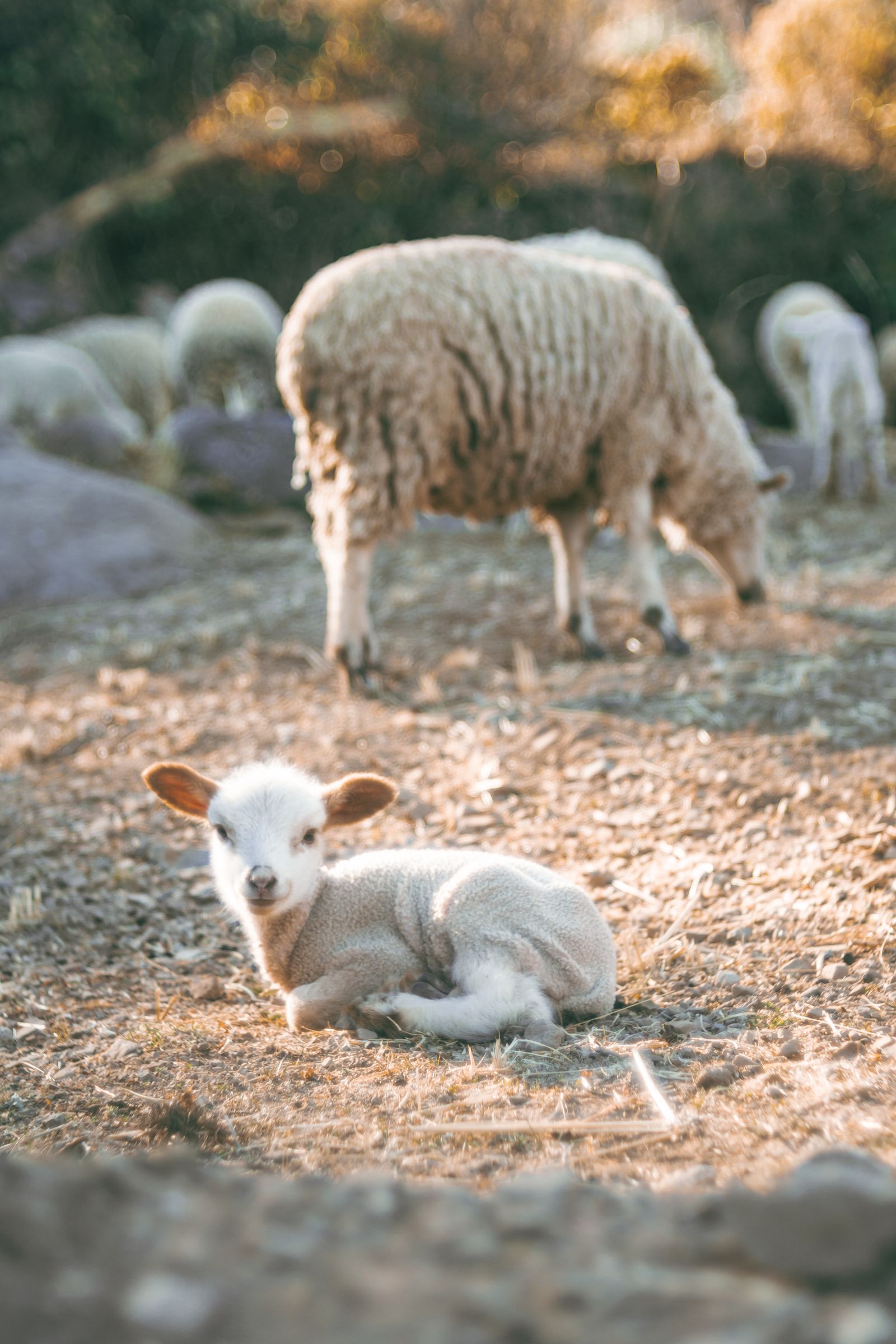 Cría de oveja descansando en una granja de Puno, con el rebaño al fondo